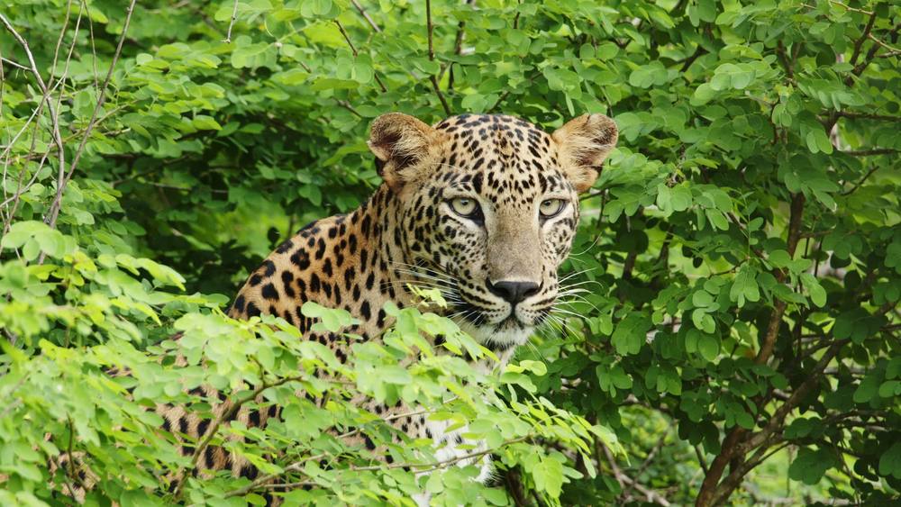 A leopard in Yala looking out through the leaves