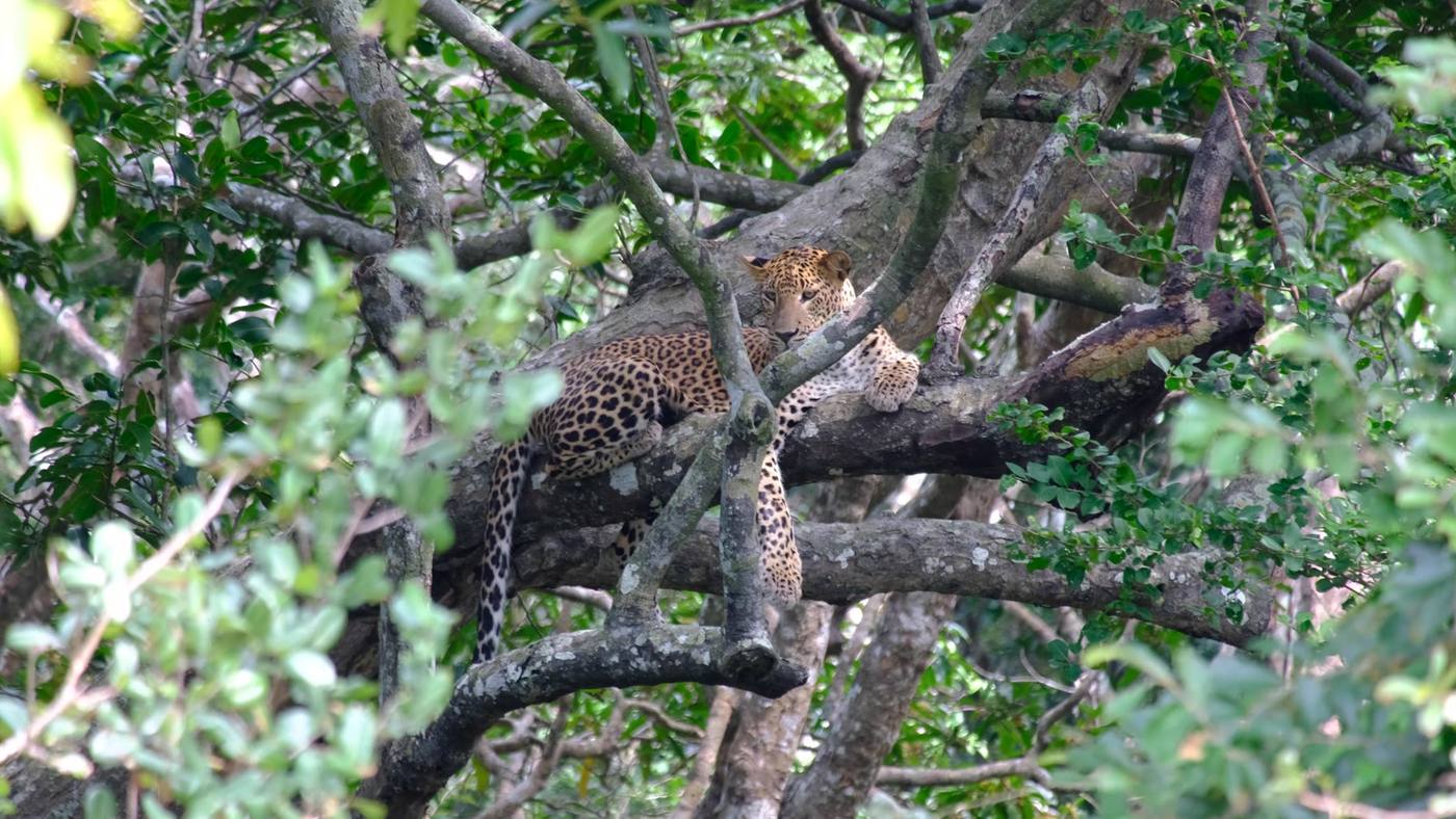 A leopard resting along a branch in Yala, half hidden by leaves