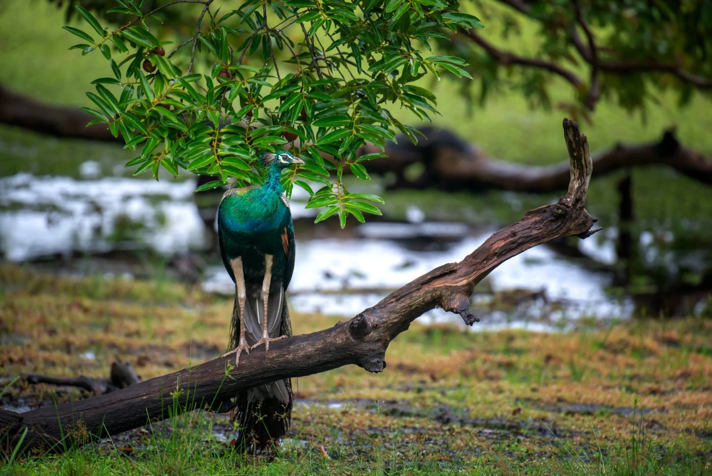 A peacock perched on a fallen branch by the water