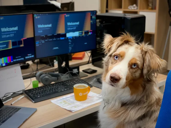 Photograph of a dog in front of a computer