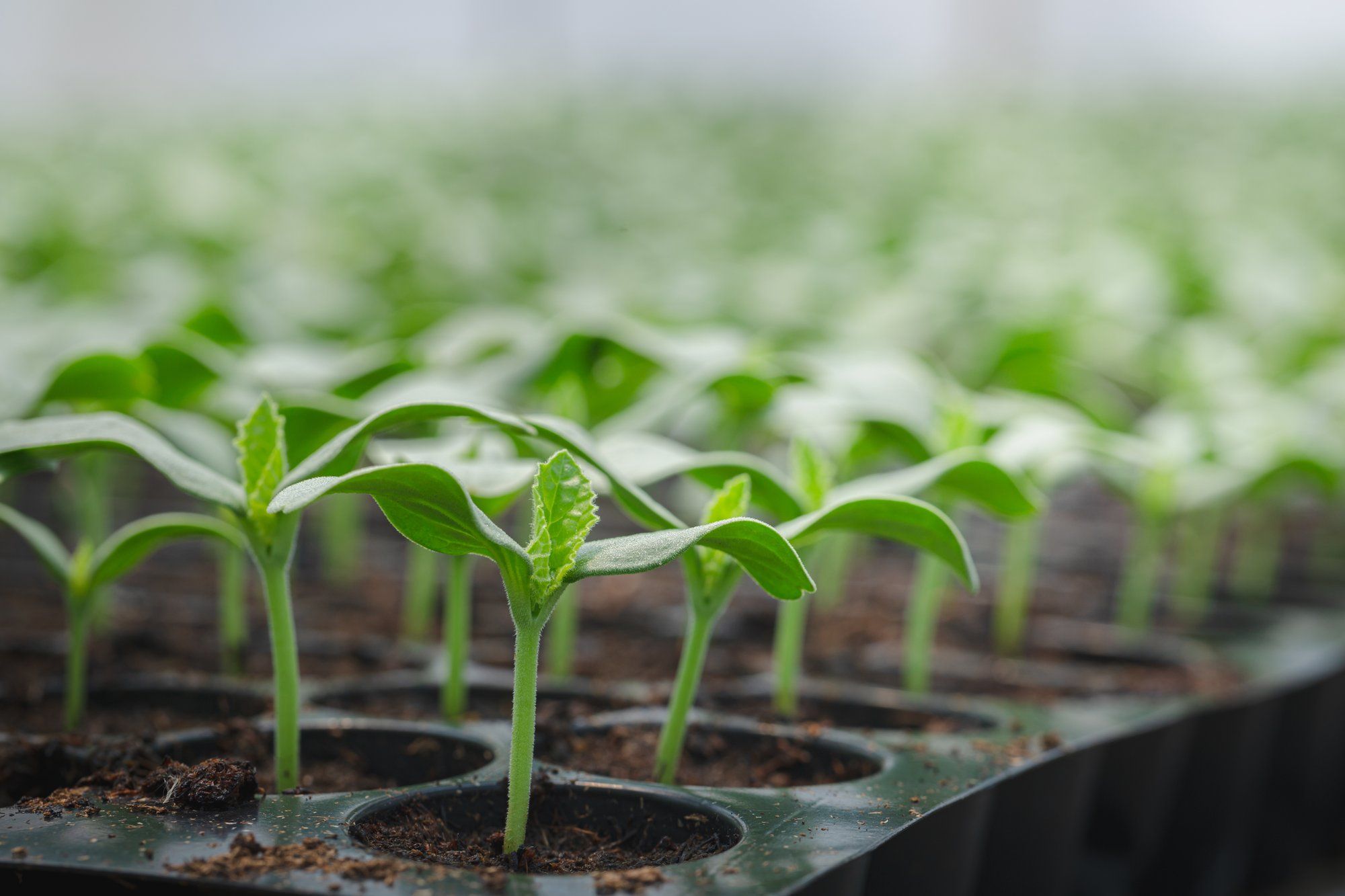 Watercress seedlings - know your skincare ingredients.