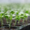 Watercress seedlings - know your skincare ingredients.