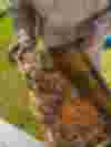 Fornebee