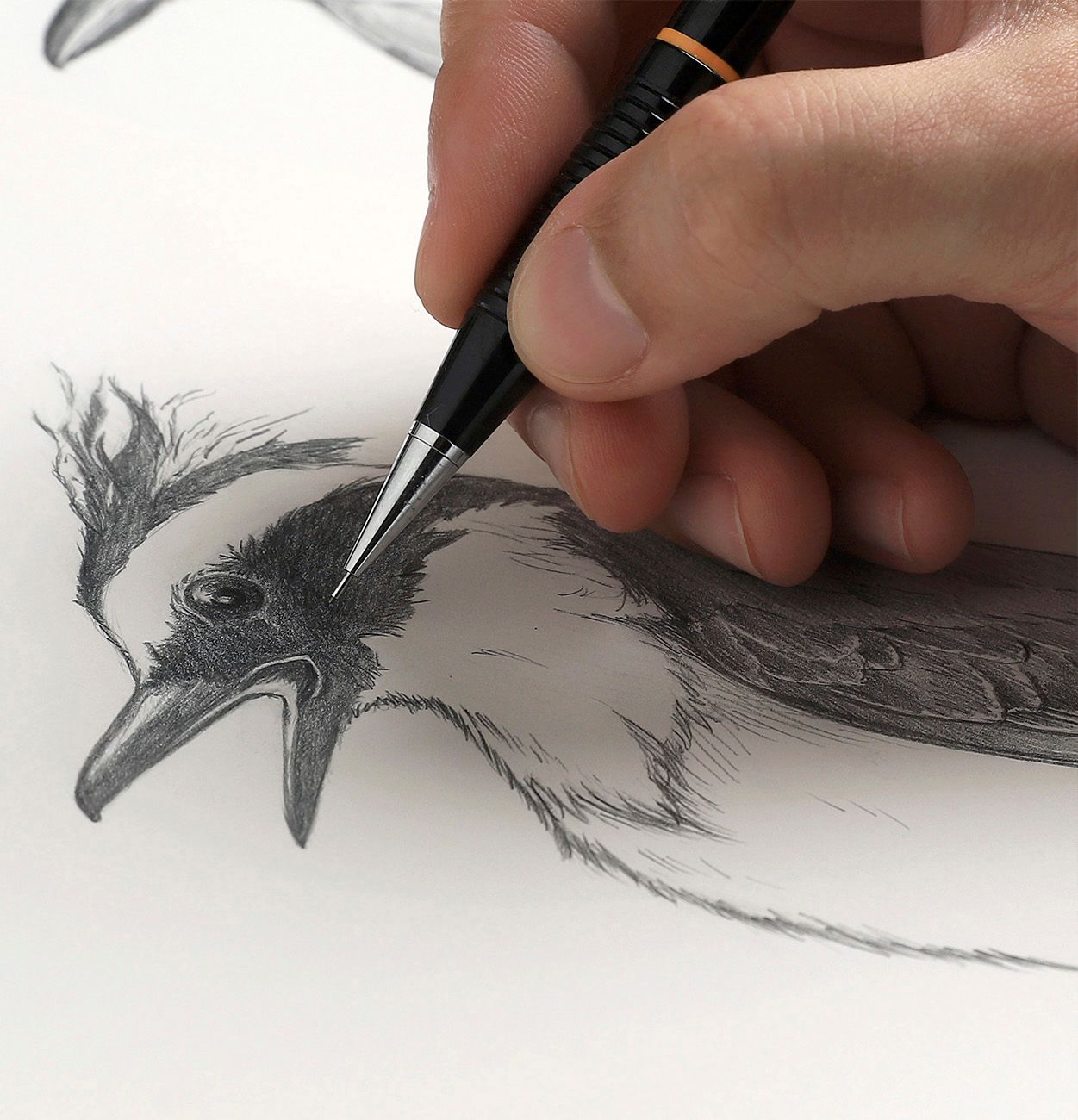 hand illustration of a bird on pencil