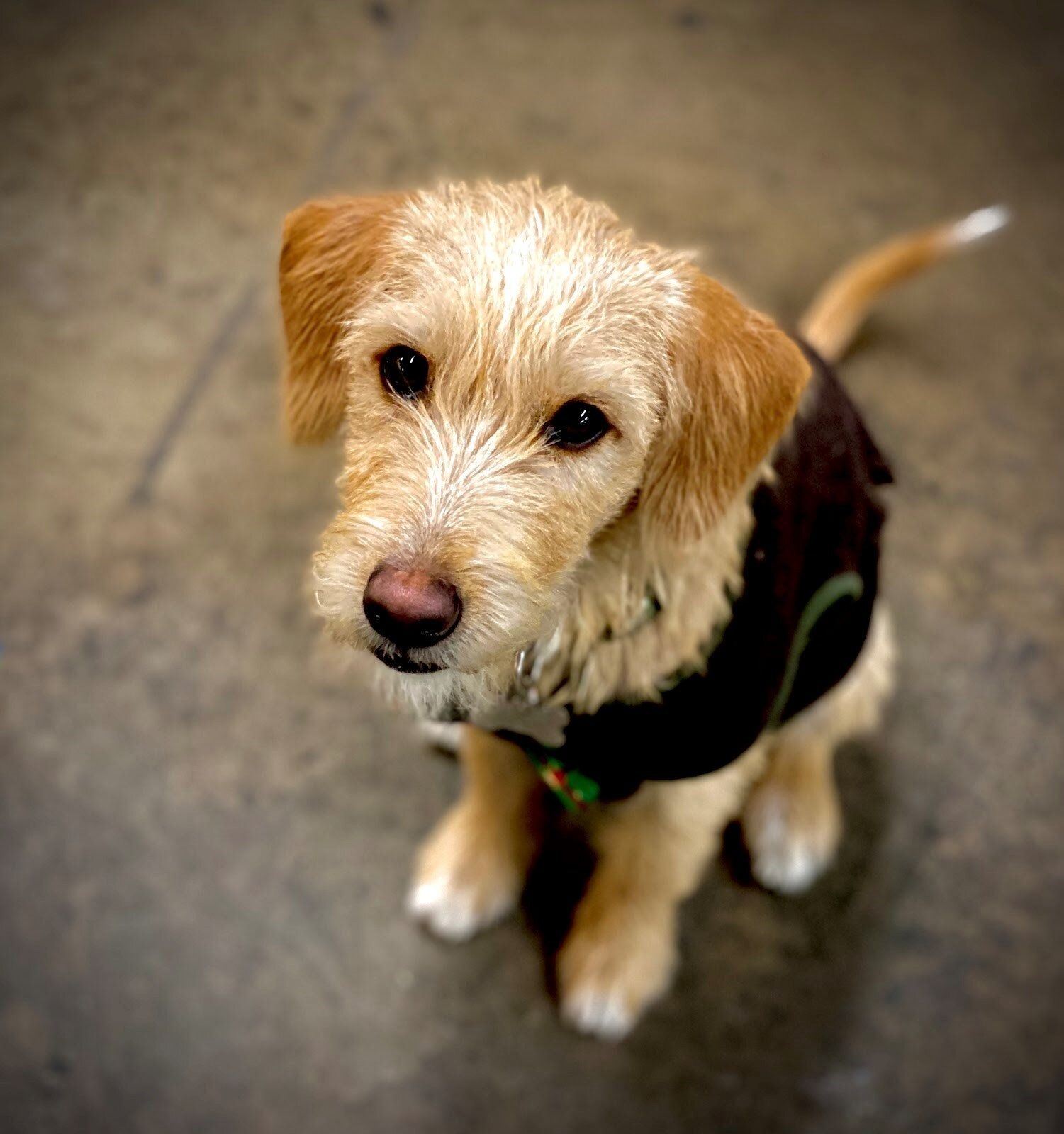 Taco - Uprise Energy's shop dog!