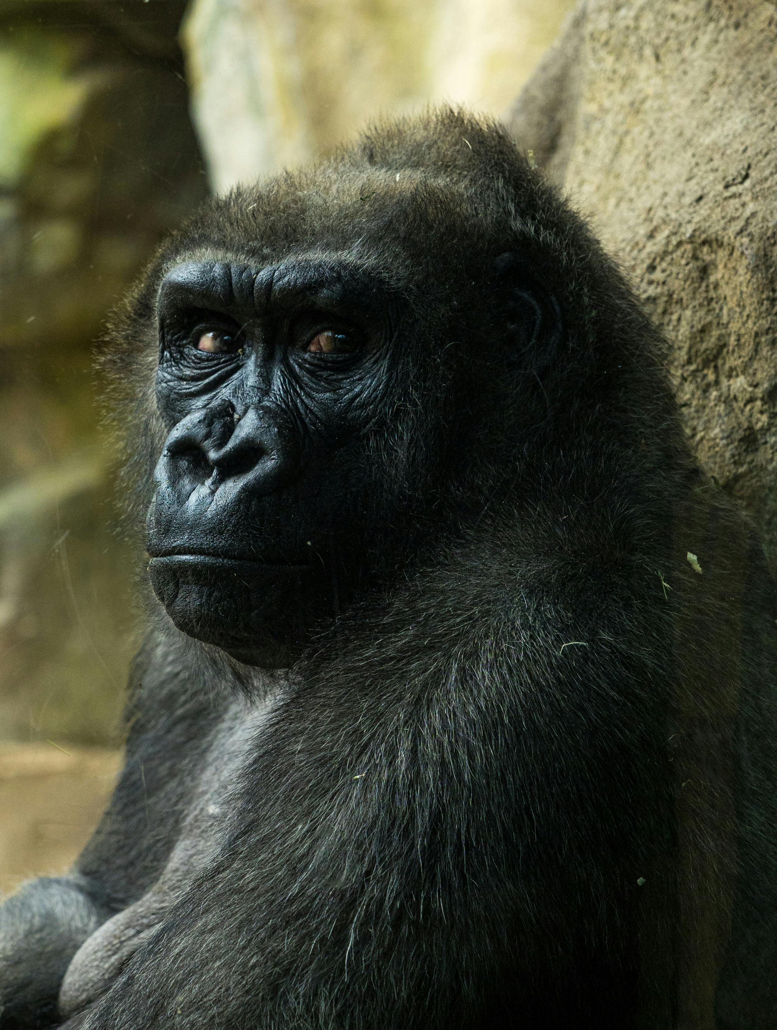 Uganda gorilla