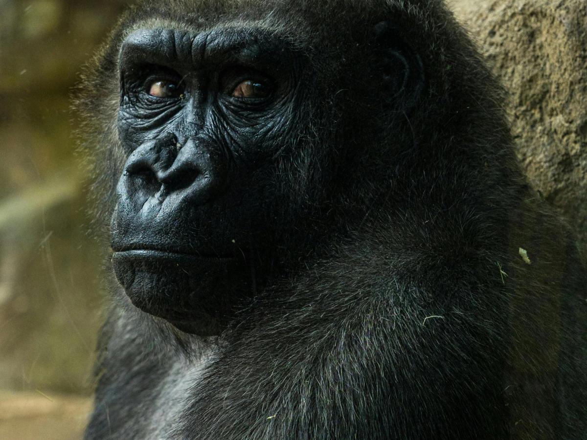 Uganda gorilla