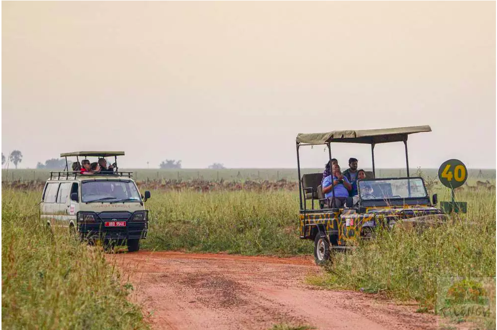 Safari Game Drive