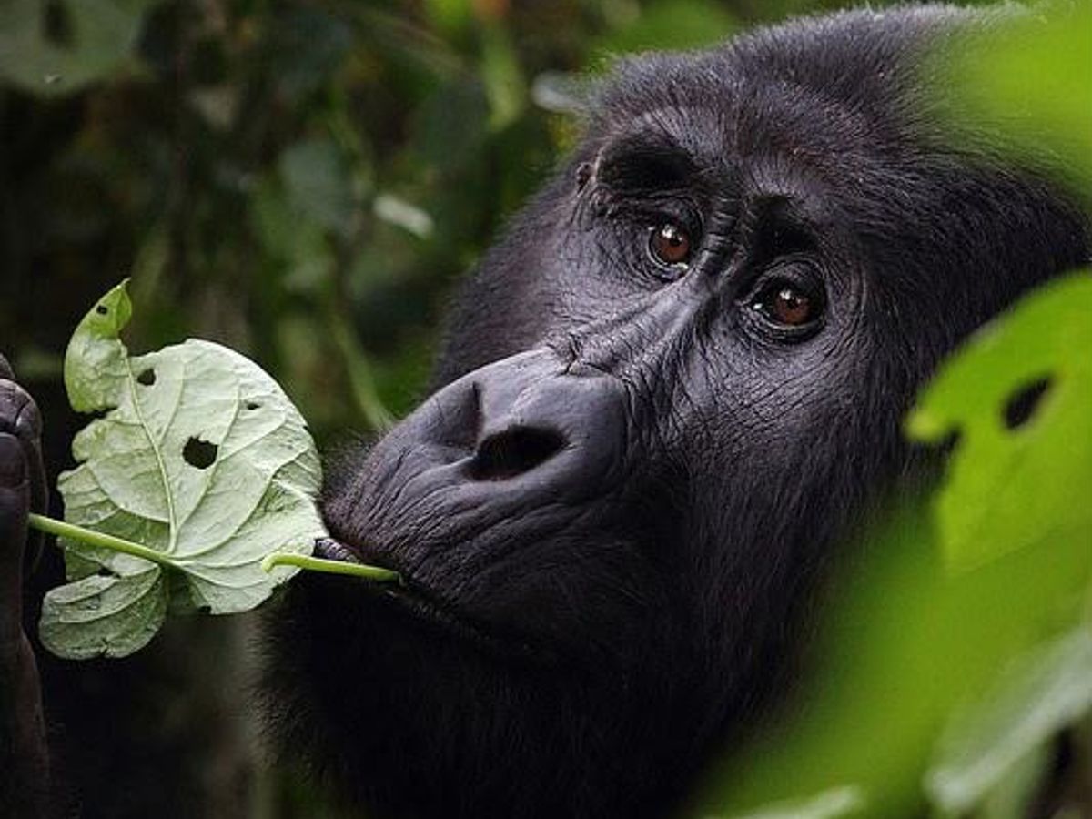 Uganda