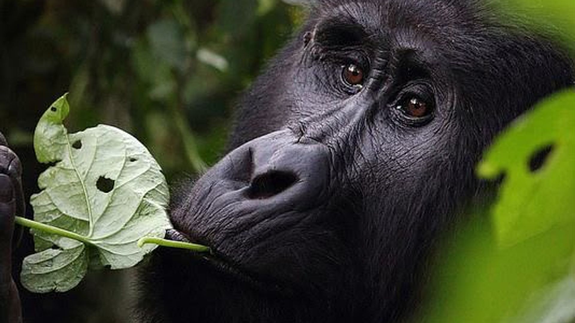 Uganda