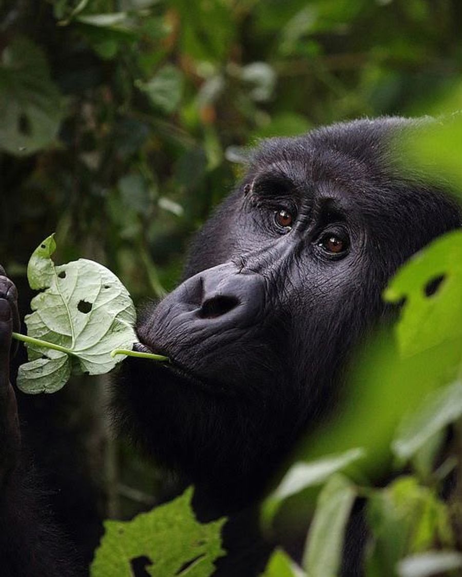 Uganda