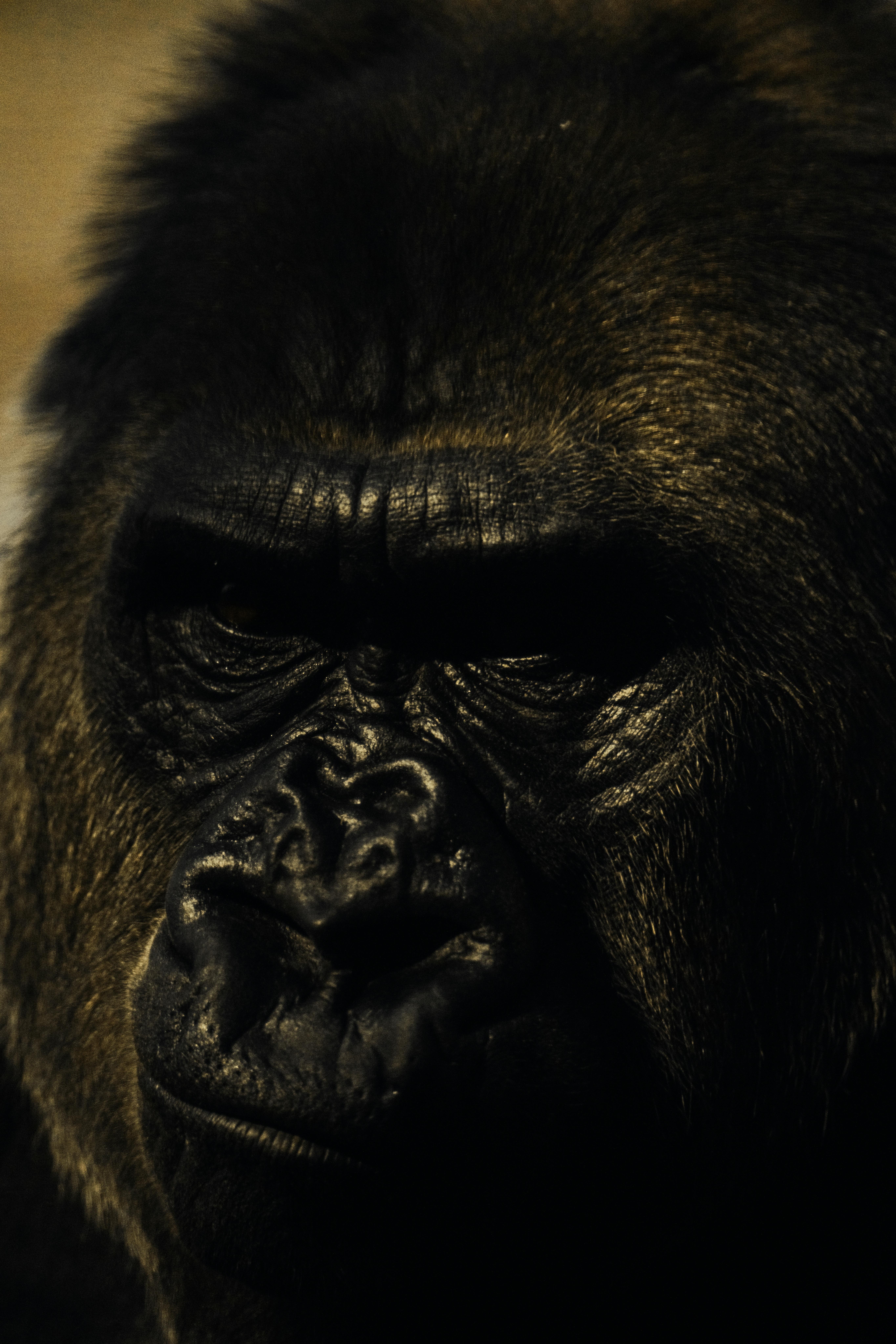 Gorilla Tracking
