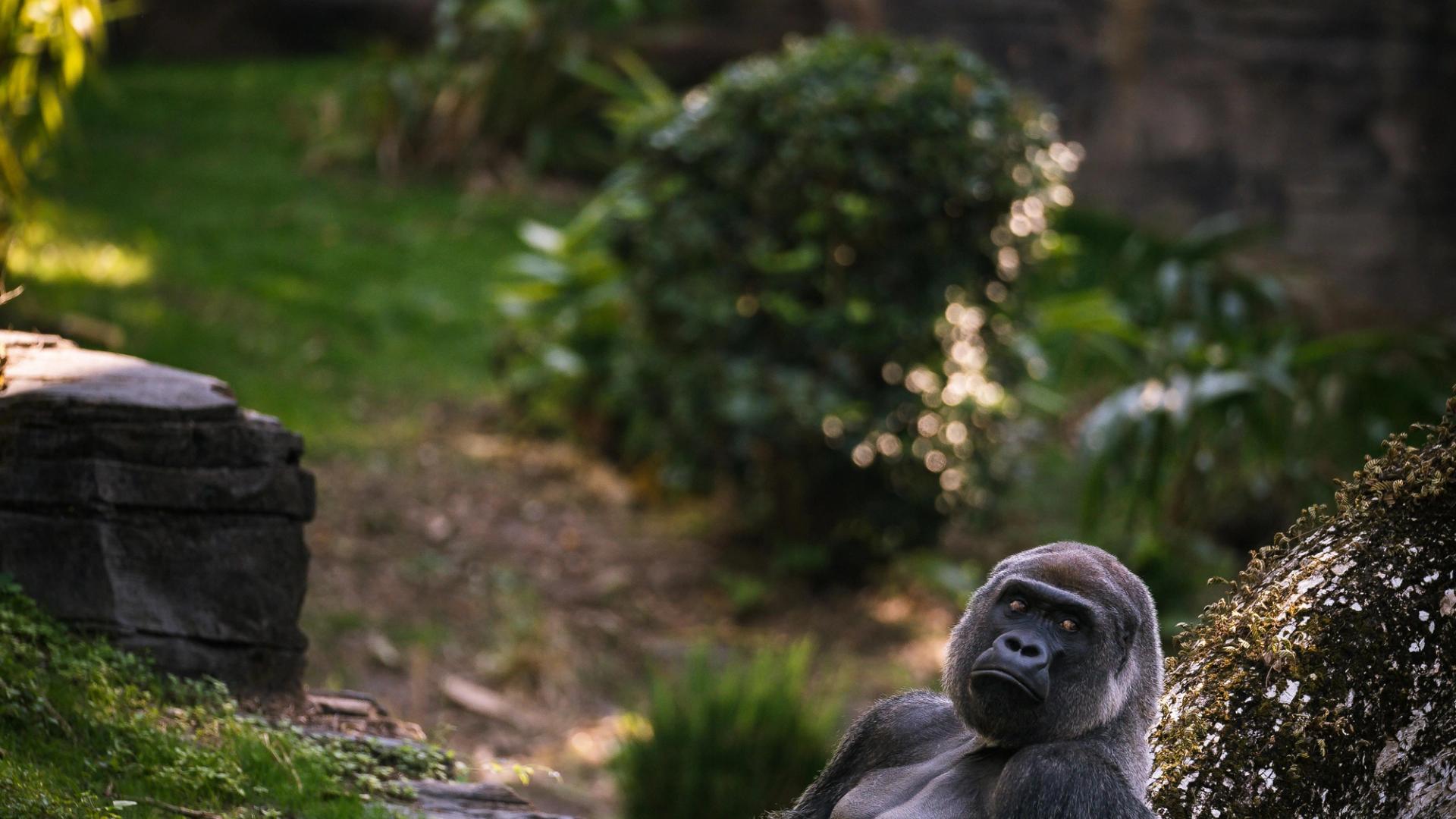 Gorillas in mist