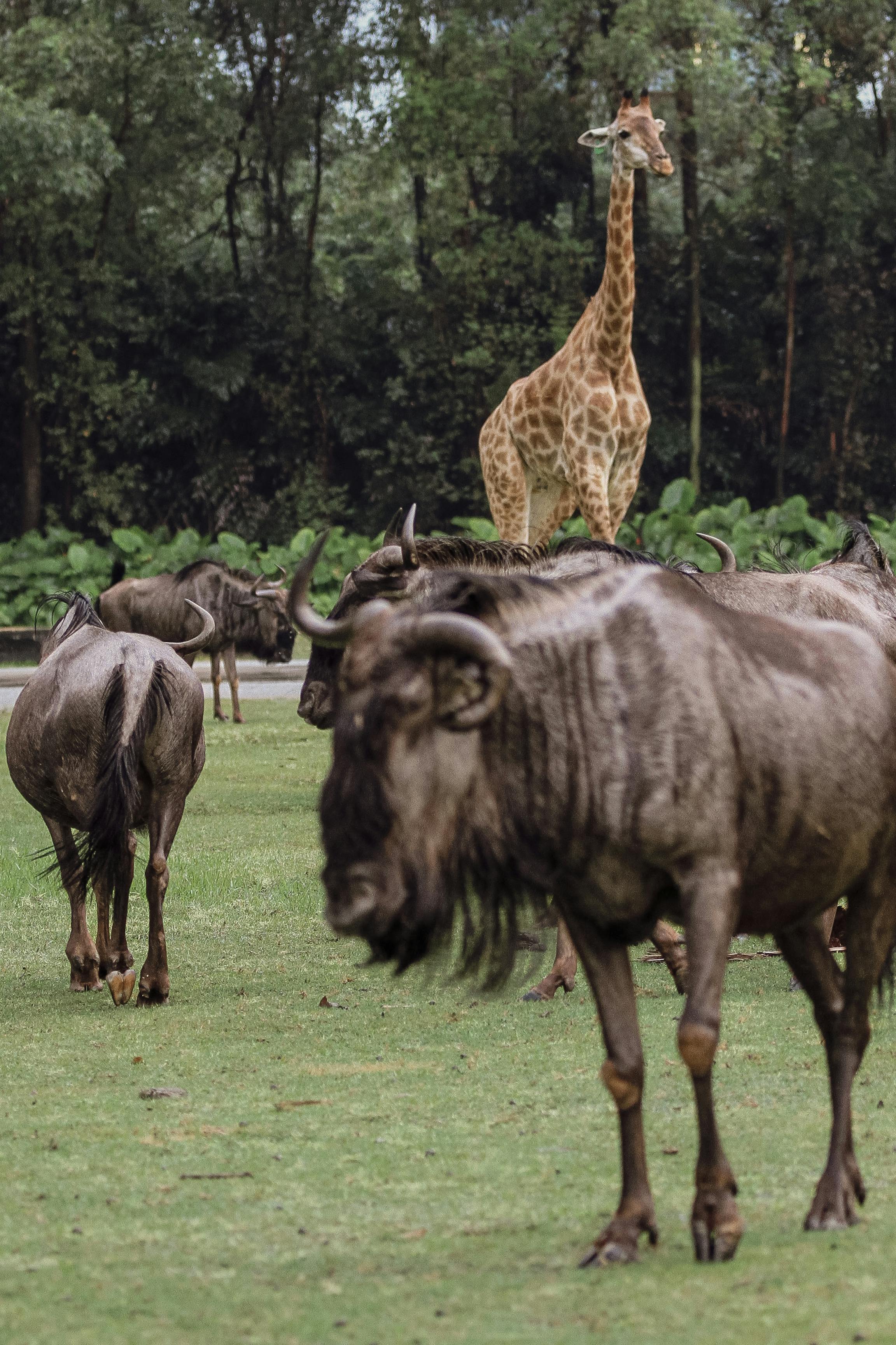 Murchison Falls