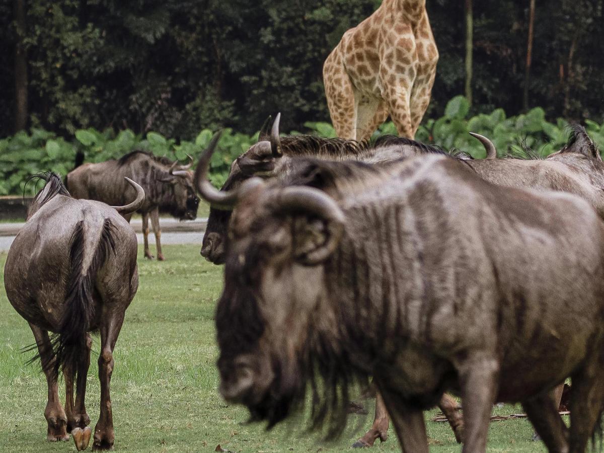 Murchison Falls