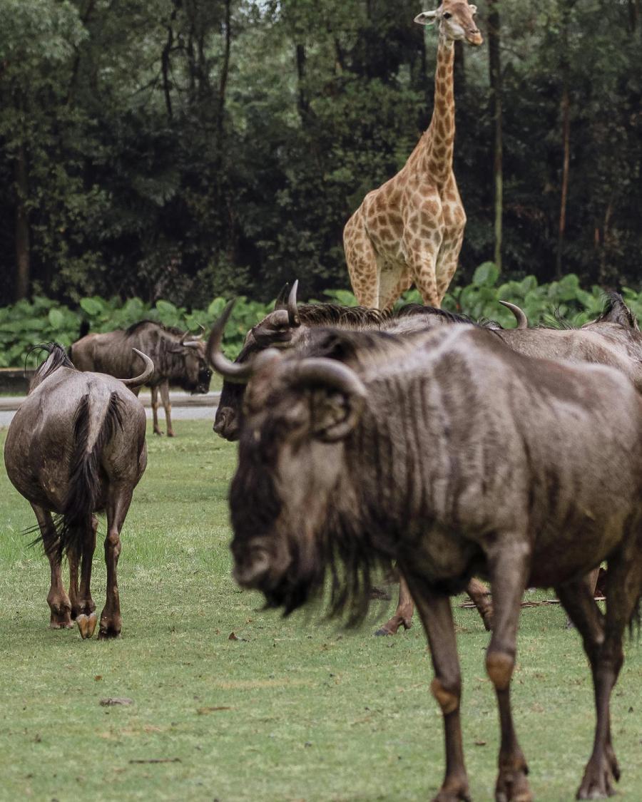 Safari Operations