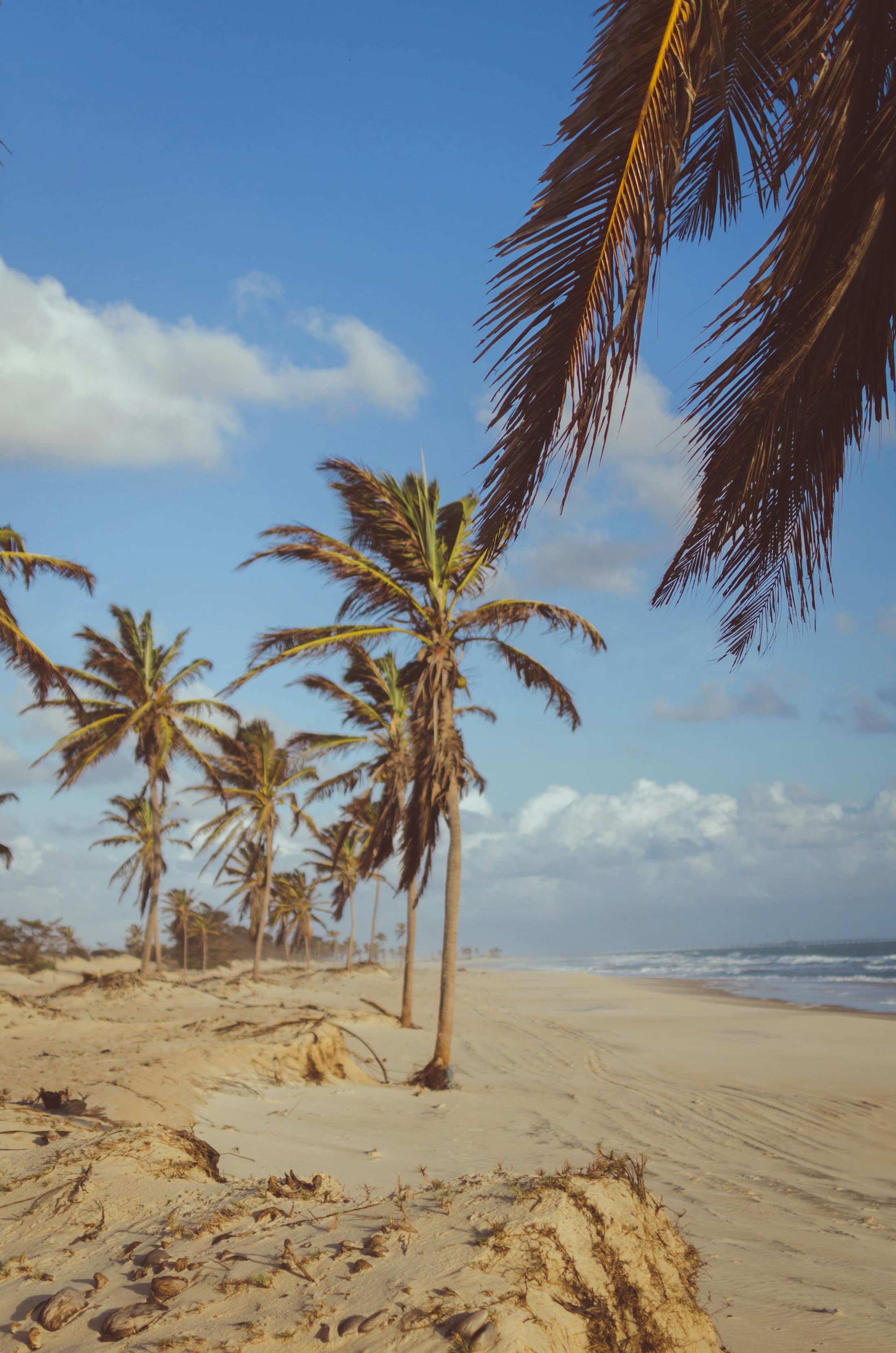 Cocotiers sur la plage de Cumbuco au Brésil