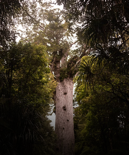 What could the future for whānau and Māori communities look like in 2040?