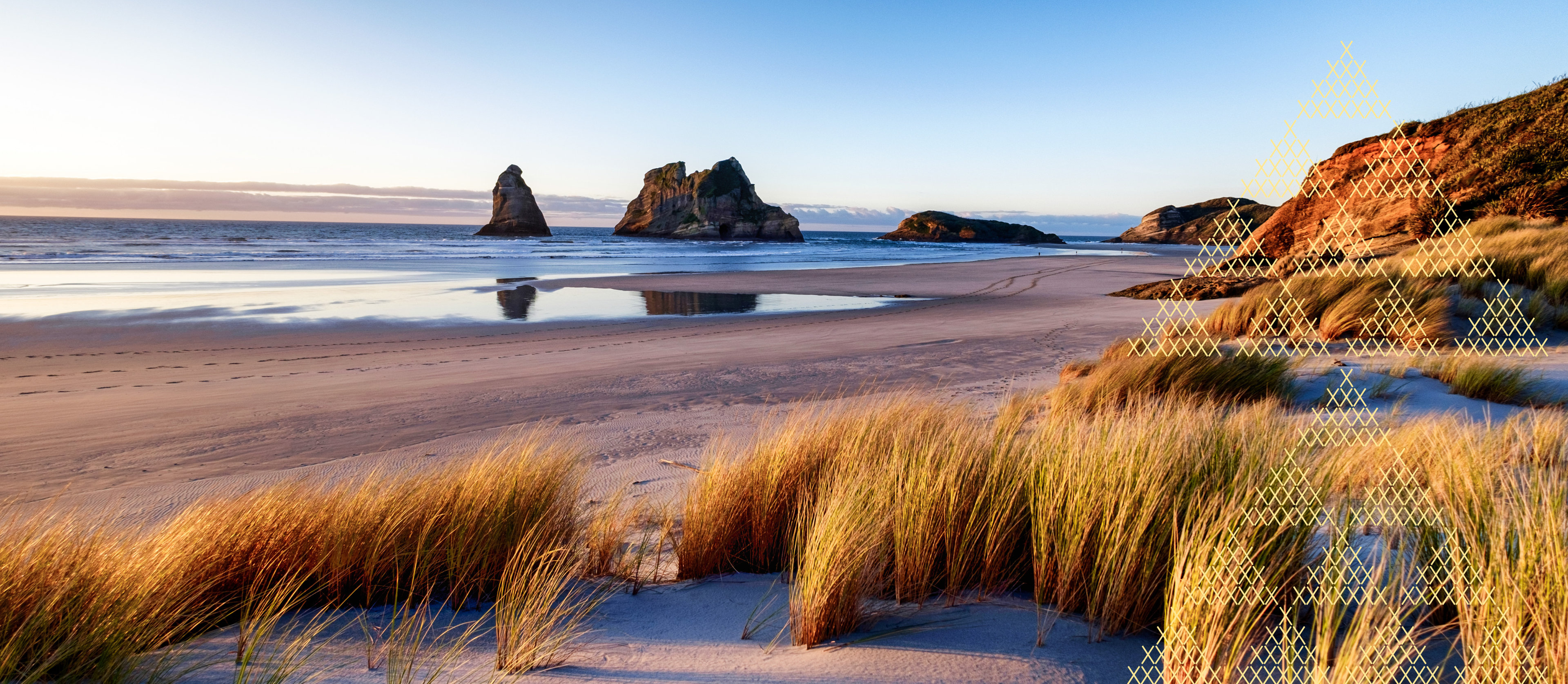Sand dune bush and beach in the background