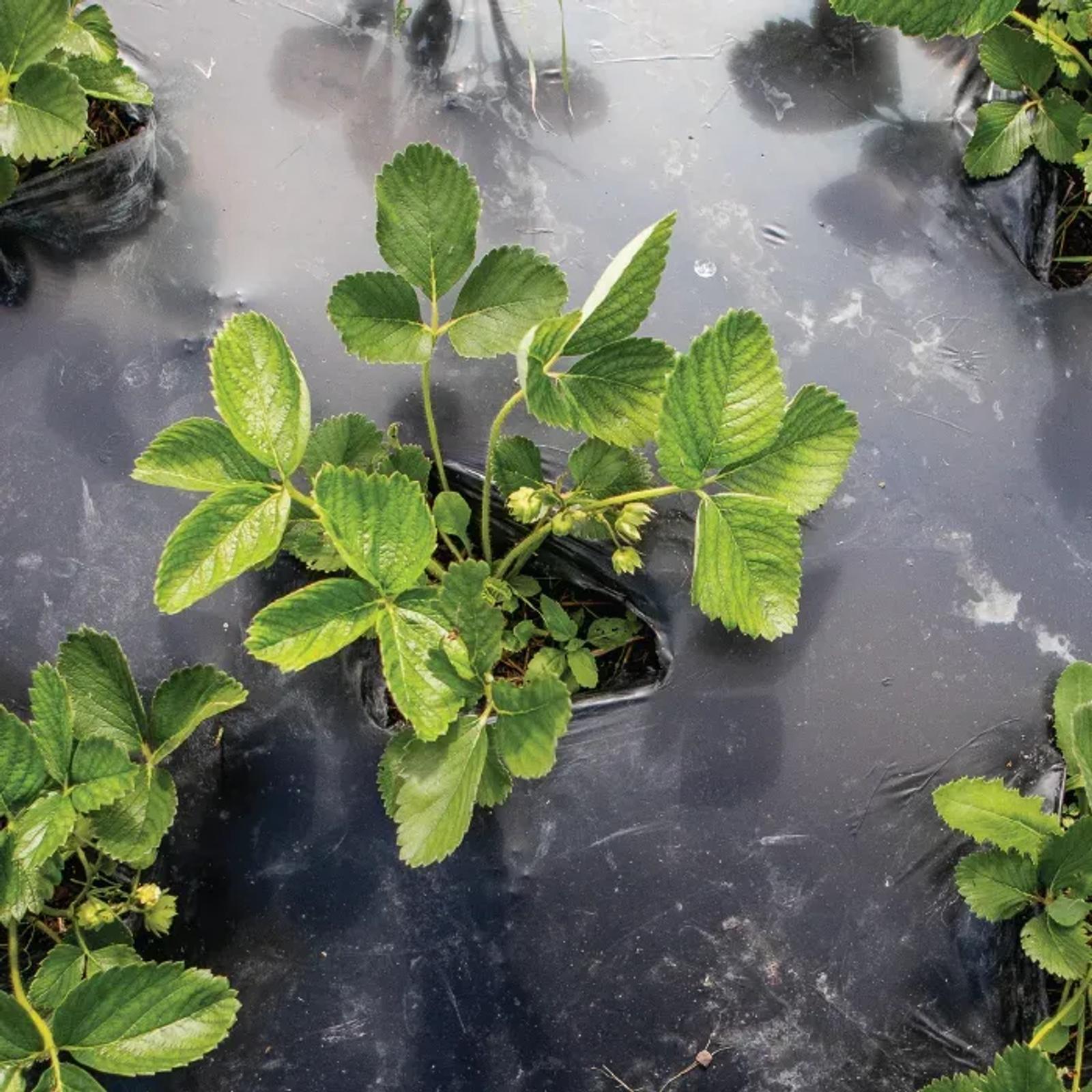 BioAgri Garden compostable film
