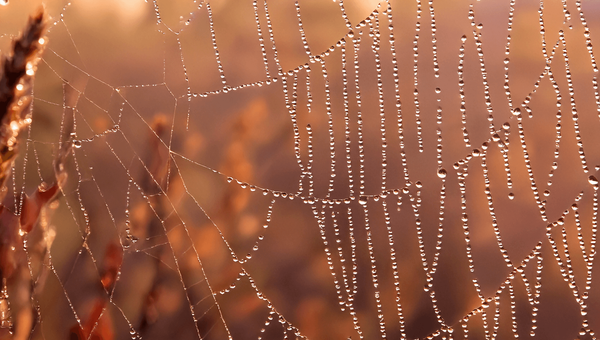 Strategy Implementation: A C-level guide to execution