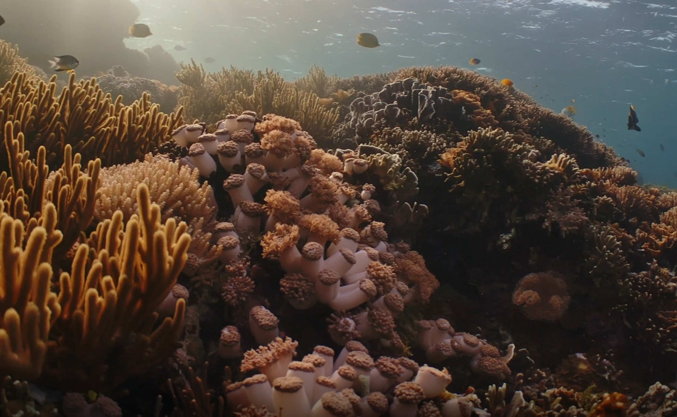 Ecomar - Clean marine propulsion awareness.