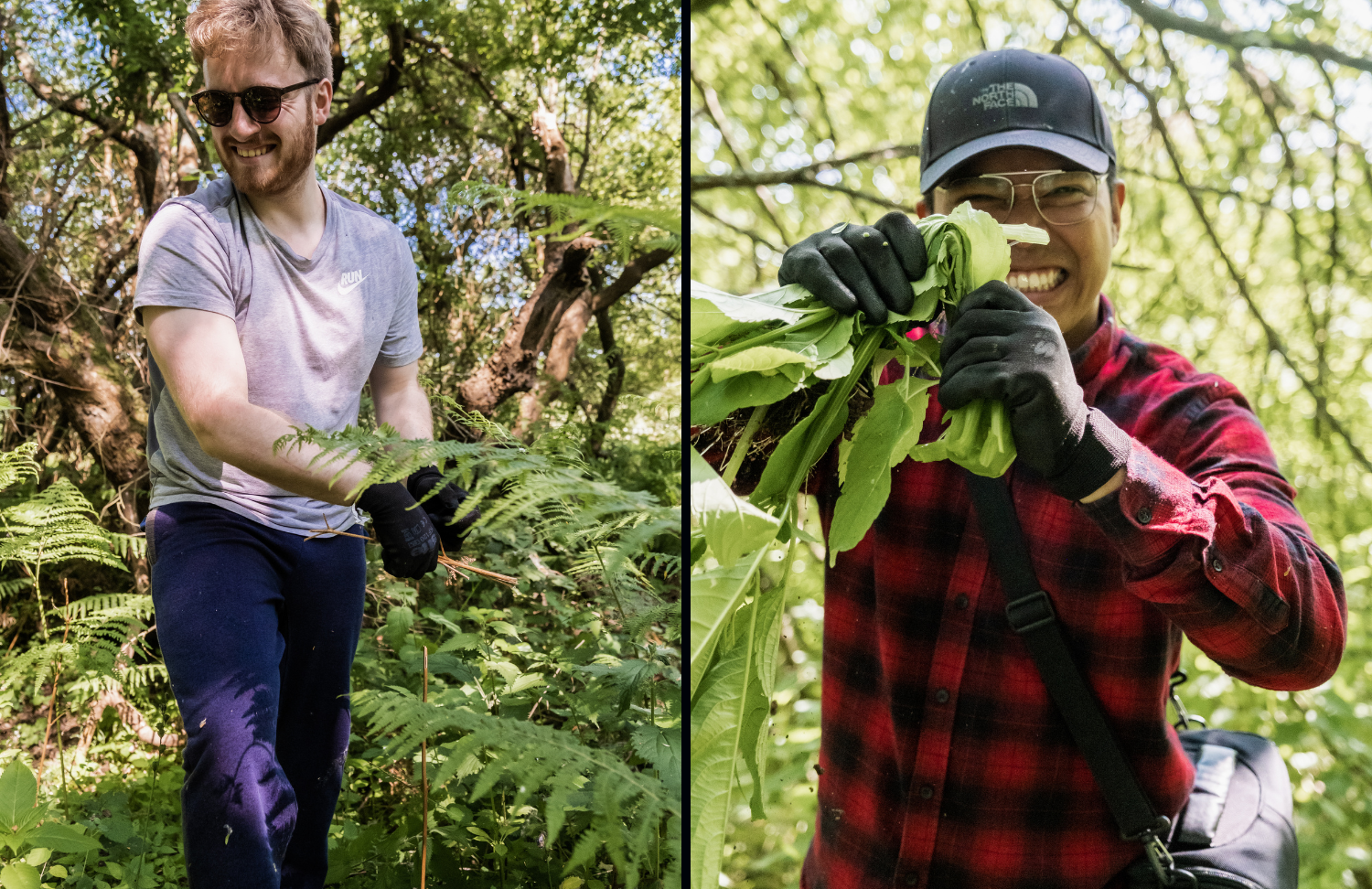 NOSY team members Balsam pulling