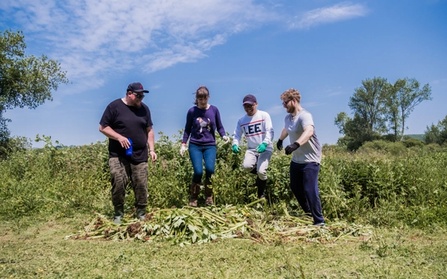 NOSY team balsam stomping