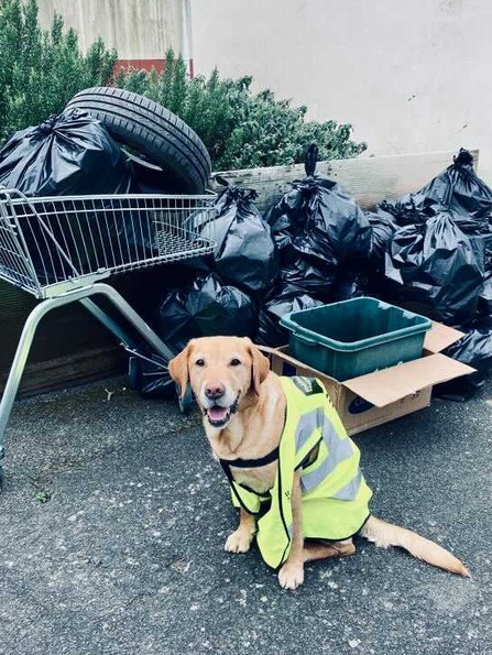 Elphie the labrador wearing a high-vis jacket