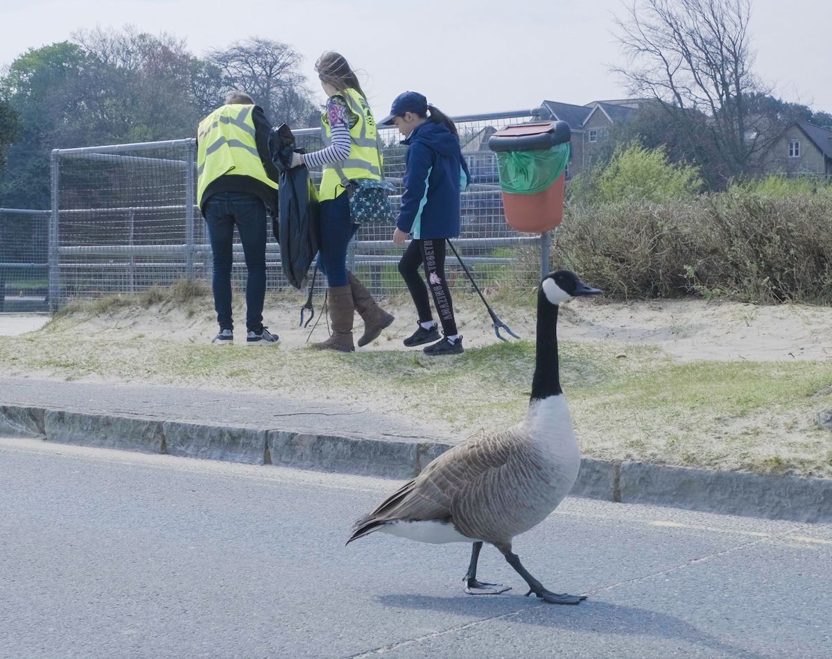 A photo of people picking up litter at Ryde Esplanade, photobombed by a goose