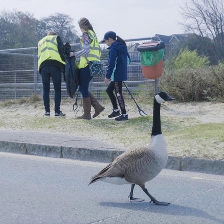 A photo of people picking up litter at Ryde Esplanade, photobombed by a goose