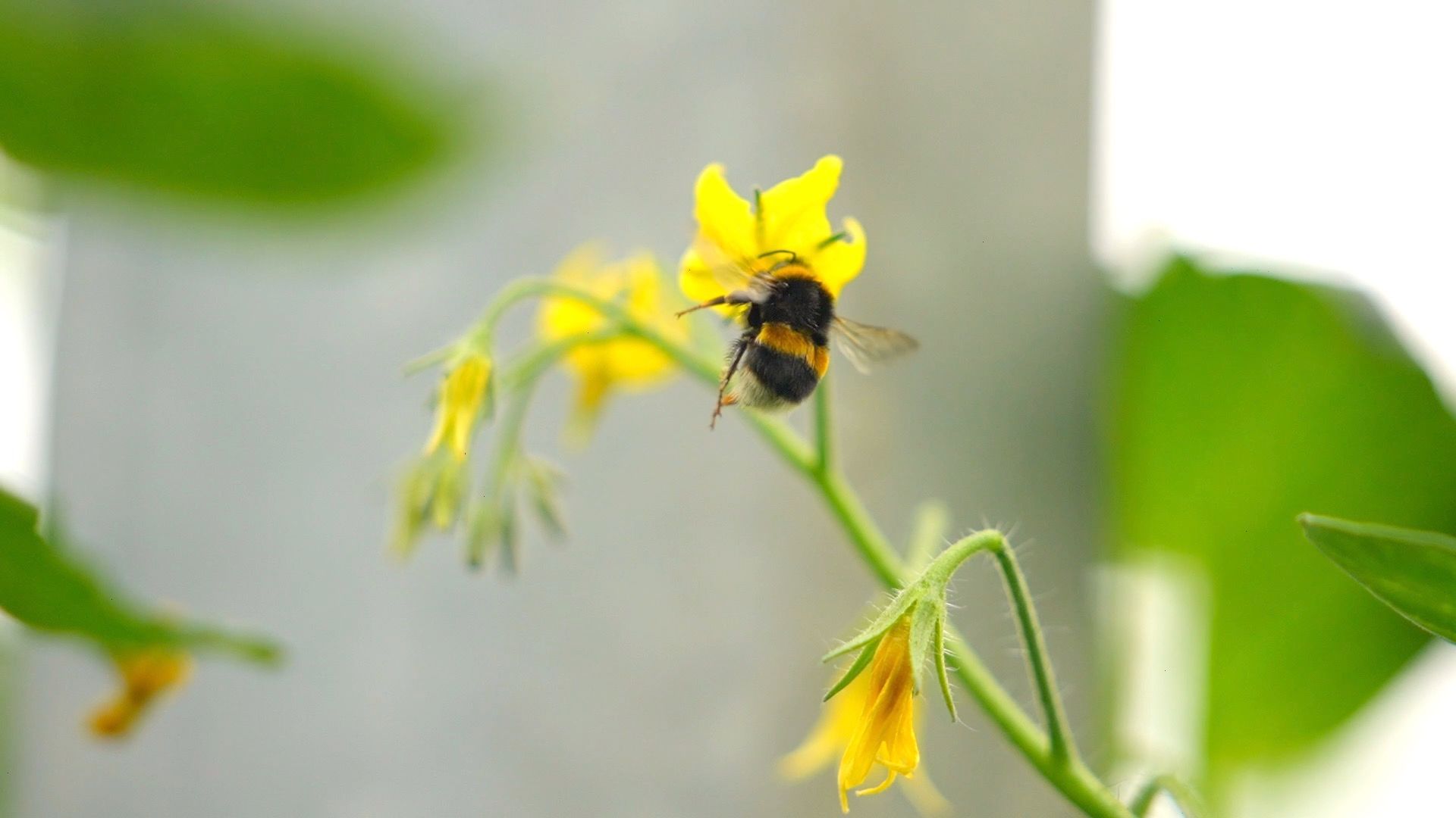 bee