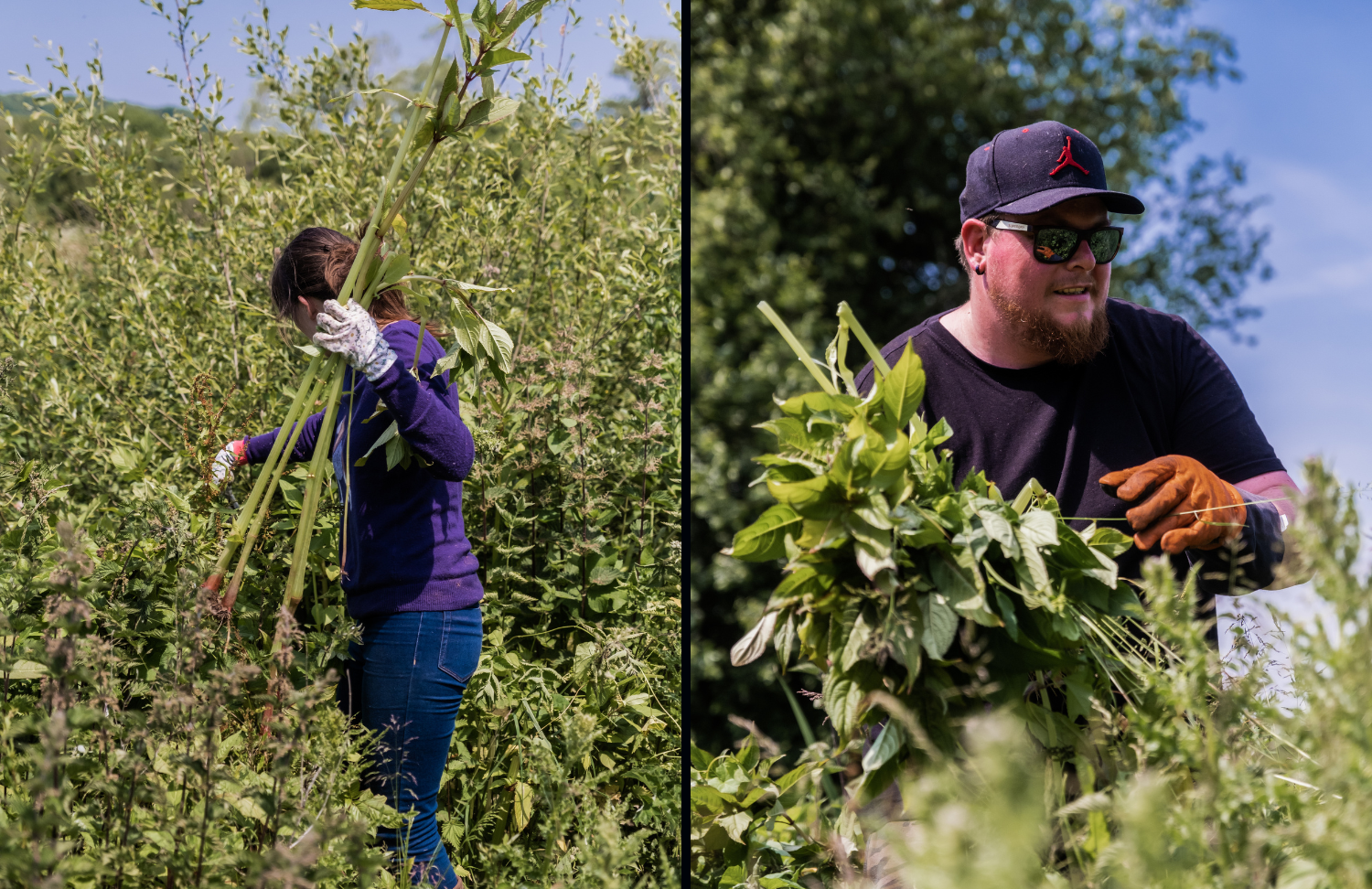 NOSY team members Balsam pulling
