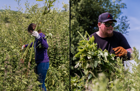NOSY team members Balsam pulling