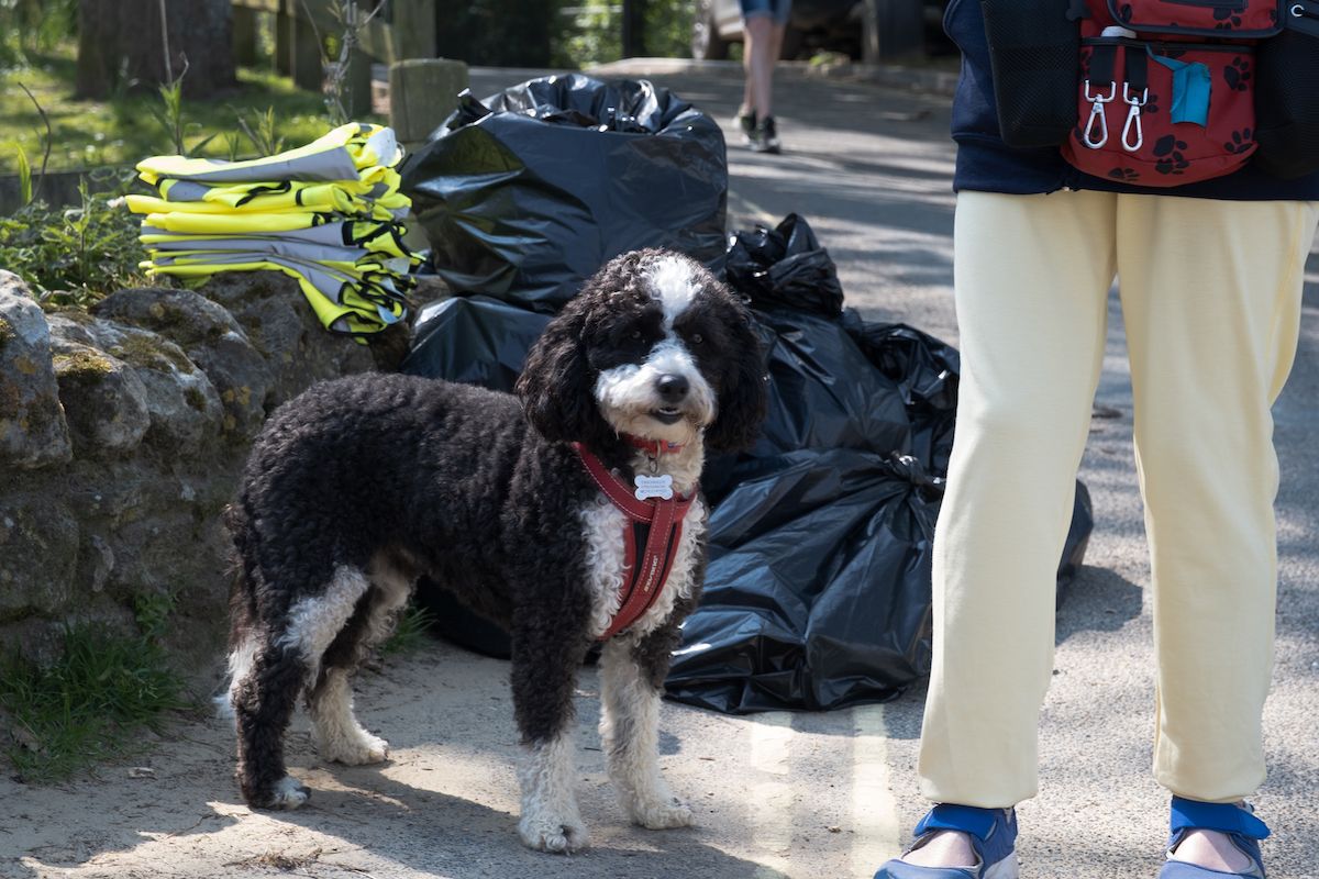 A photo of a dog standing proudly in front of several bags of collected rubbish from Ryde Esplanade