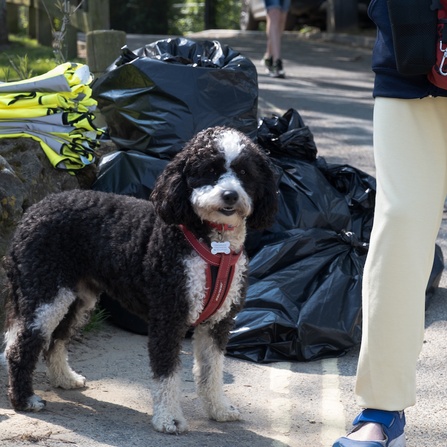 A photo of a dog standing proudly in front of several bags of collected rubbish from Ryde Esplanade