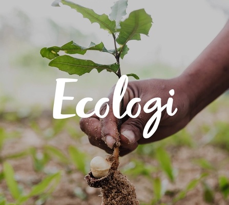 A tree seedling being planted