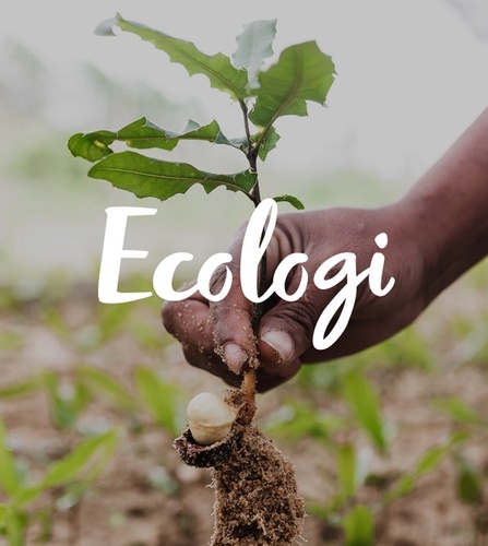 A tree seedling being planted