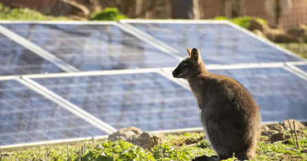 Marwell zoo solar panels next to a wallaby