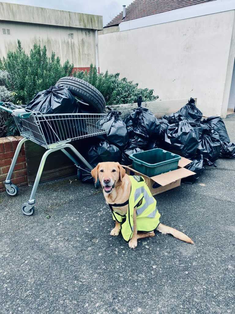 Dog poses in front of rubbish