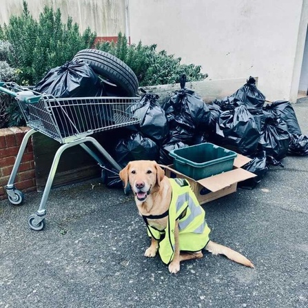 Dog poses in front of rubbish