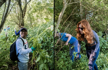 NOSY team members Balsam pulling