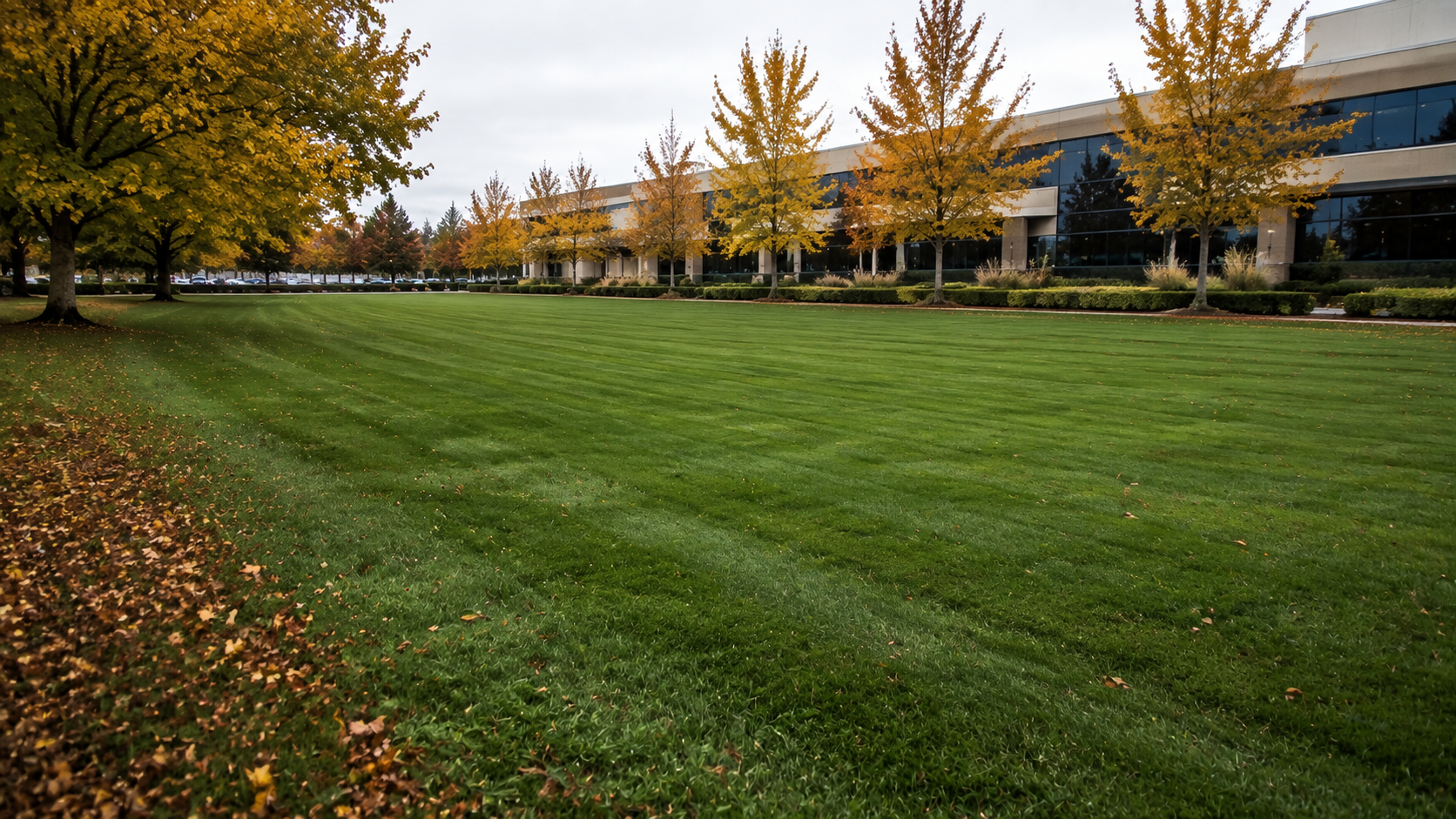 cool season grass lawn in autumn