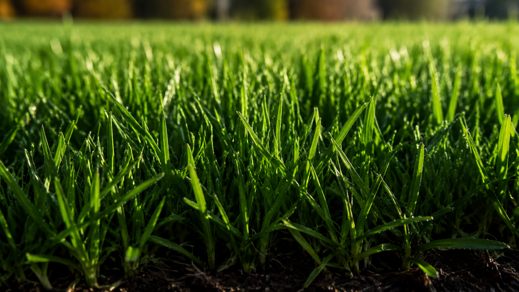 healthy overseeded green turf in fall