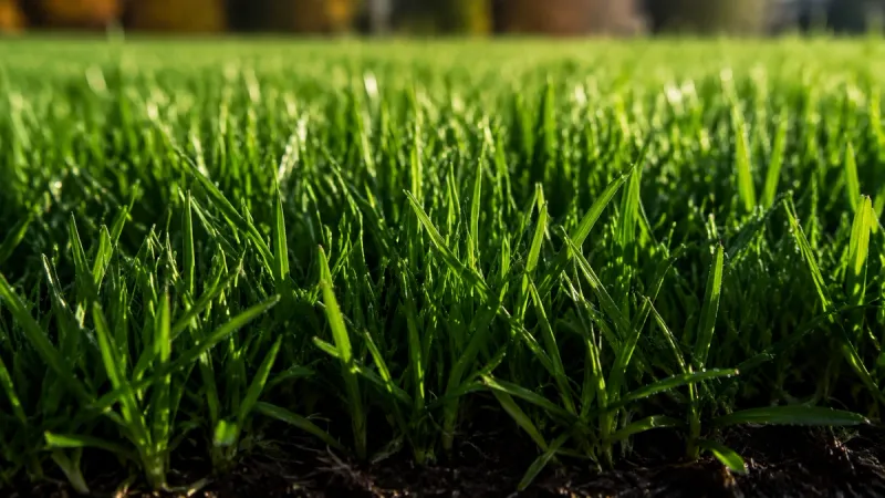 healthy overseeded green turf in fall