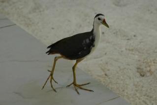 White-breasted Waterhen