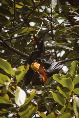 Fruit Bat