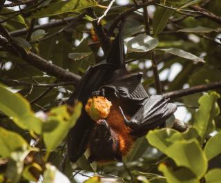 Fruit Bat