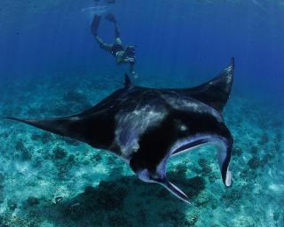 Four Seasons Landaa Giraavaru Snorkelling