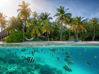 Fish of the Maldives